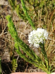 Agathosma hirta