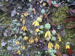 Sedum palmeri
