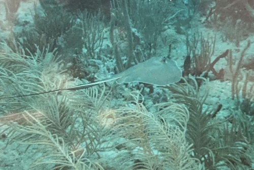 Southern Stingray (Hypanus americanus), a species recorded in Florida