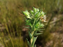 Agathosma hirta