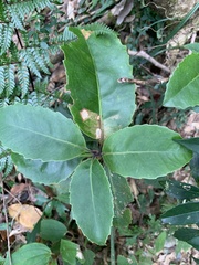 Helicia rengetiensis