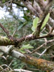 Thrixspermum eximium