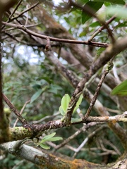 Thrixspermum eximium