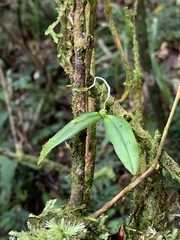 Thrixspermum eximium