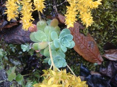 Sedum palmeri