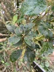 Lithocarpus corneus
