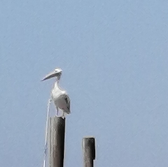 Pelecanus onocrotalus