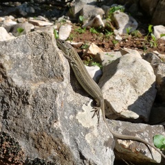 Podarcis melisellensis