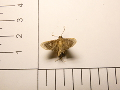 Microthyris prolongalis