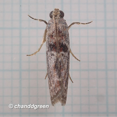 Indomyrlaea ferreotincta