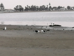 Larus dominicanus vetula