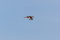 Falco tinnunculus