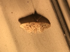 Idaea bonifata