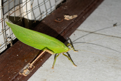 Onomarchus uninotatus