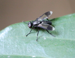 Melanophora