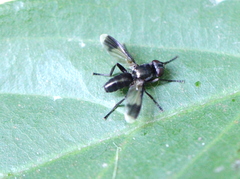 Melanophora