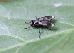 Melanophora