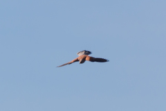 Falco tinnunculus