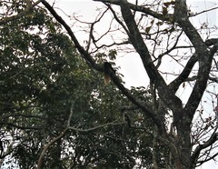 Ratufa indica