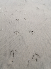 Pelecanus onocrotalus