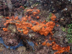 Hymeniacidon perlevis