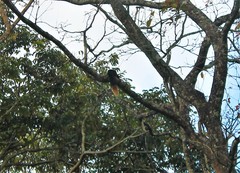 Ratufa indica