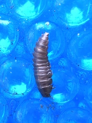 Necrophila americana