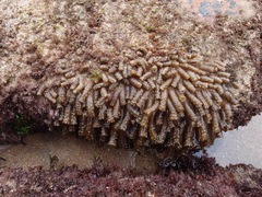 Isaurus tuberculatus