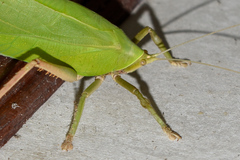 Onomarchus uninotatus