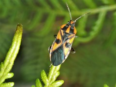 Spilostethus pacificus