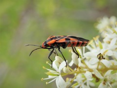 Spilostethus pacificus