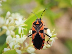 Spilostethus pacificus