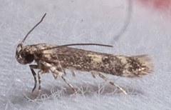 Trypanisma prudens