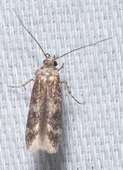 Trypanisma prudens