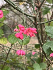 Euonymus europaeus