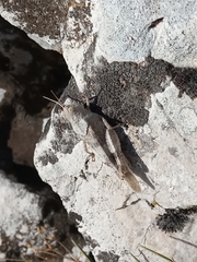 Oedipoda germanica