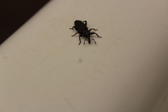Steremnius carinatus