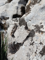 Oedipoda germanica