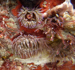 Anemonia natalensis