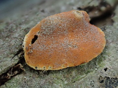 Trichoderma rogersonii