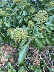 Hedera helix