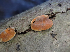 Trichoderma rogersonii