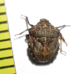 Bolbocoris inaequalis