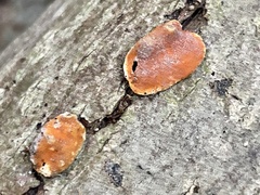 Trichoderma rogersonii