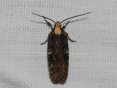 Agonopterix liturosa