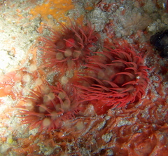 Actinia ebhayiensis