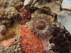 Anemonia natalensis