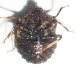 Bolbocoris inaequalis