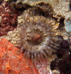 Anemonia natalensis