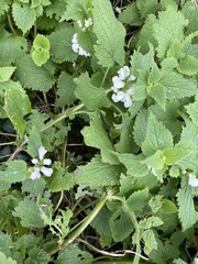 Lamium album